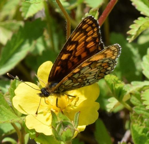 Melitaea athalia celadussa